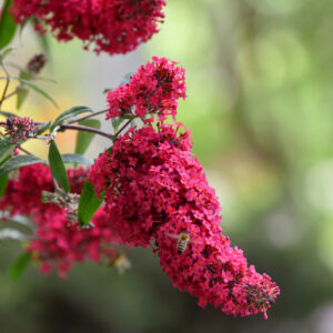 Budleja Dawida 'Prince Charming' - Buddleja davidii 'Prince Charming'