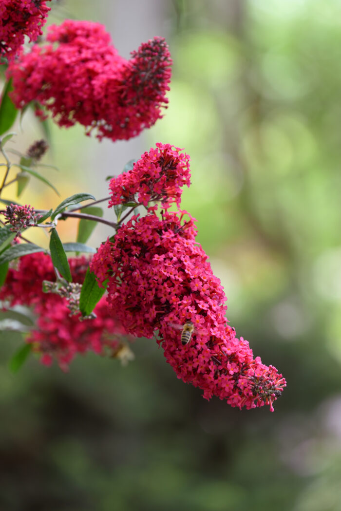Budleja Dawida 'Prince Charming' - Buddleja davidii 'Prince Charming' - obrazek 1