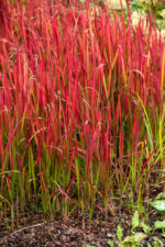 Imperata cylindryczna 'Red Baron' - Imperata cylindrica 'Red Baron'