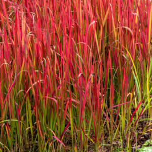 Imperata cylindryczna 'Red Baron' - Imperata cylindrica 'Red Baron'
