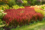Imperata cylindryczna 'Red Baron' - Imperata cylindrica 'Red Baron' - Image 2