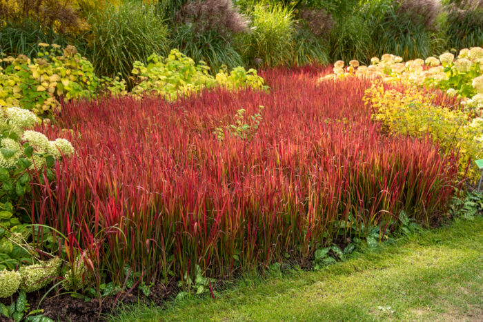 Imperata cylindryczna 'Red Baron' - Imperata cylindrica 'Red Baron' - Image 2