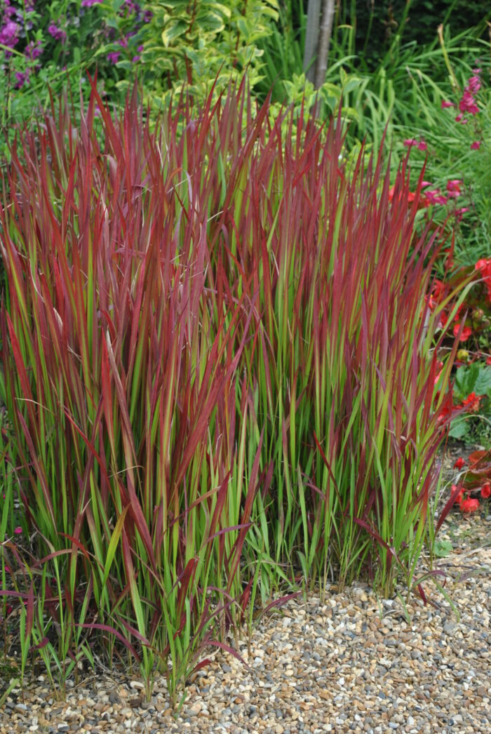 Imperata cylindryczna 'Red Baron' - Imperata cylindrica 'Red Baron' - Image 3