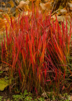 Imperata cylindryczna 'Red Baron' - Imperata cylindrica 'Red Baron' - Image 4