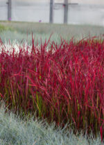 Imperata cylindryczna 'Red Baron' - Imperata cylindrica 'Red Baron' - Image 5