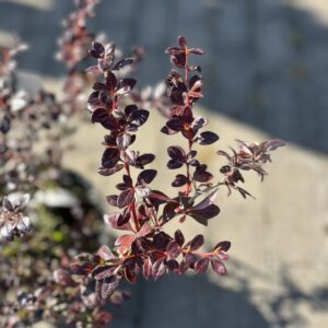 Berberys pośredni 'Red Jewel' - Berberis ×media 'Red Jewel' "A"