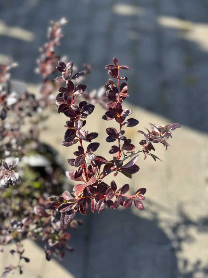 Berberys pośredni 'Red Jewel' - Berberis ×media 'Red Jewel' "A" - obrazek 1