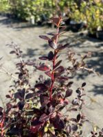 Berberys pośredni 'Red Jewel' - Berberis ×media 'Red Jewel' "A" - obrazek 2