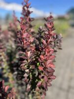 Berberys Thunberga 'Red Pillar' - Berberis thunbergii 'Red Pillar'