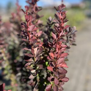 Berberys Thunberga 'Red Pillar' - Berberis thunbergii 'Red Pillar'