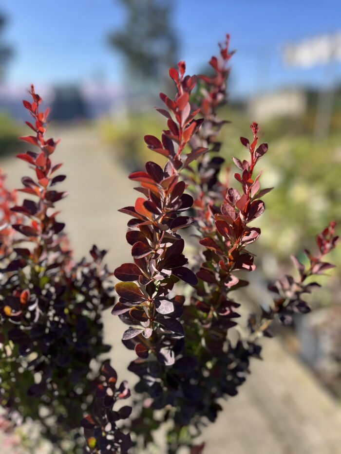 Berberys Thunberga 'Red Pillar' - Berberis thunbergii 'Red Pillar' - obrazek 2