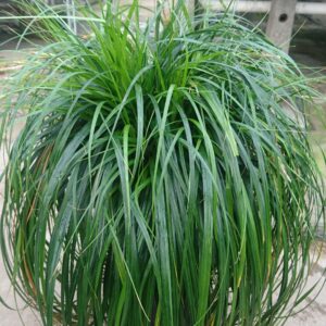 Turzyca oszimska 'Ribbon Falls' - Carex oshimensis 'Ribbon Falls'