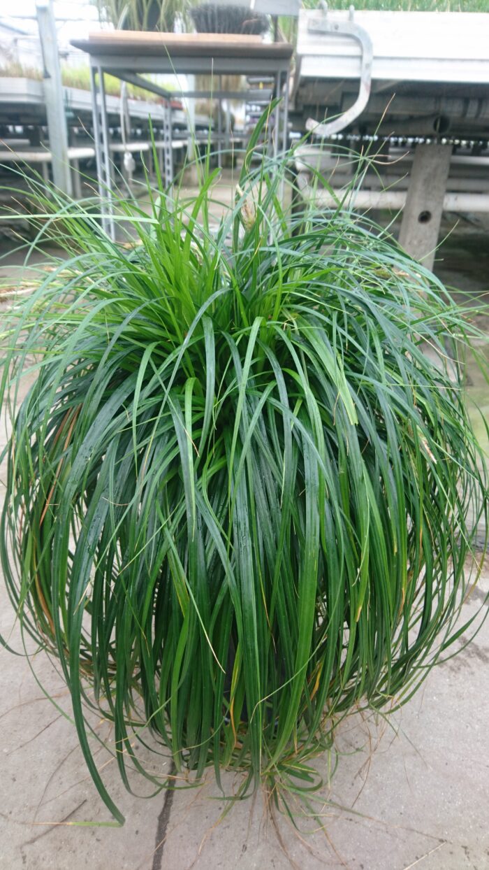 Turzyca oszimska 'Ribbon Falls' - Carex oshimensis 'Ribbon Falls' - obrazek 1