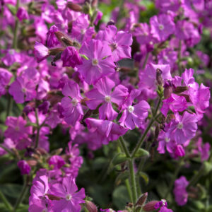 Lepnica 'Rollies Favorite' - Silene x robotii 'Rollies Favorite'