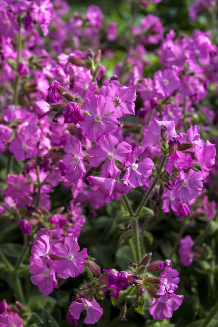Lepnica 'Rollies Favorite' - Silene x robotii 'Rollies Favorite' - Image 1