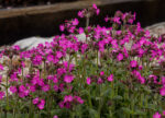 Lepnica 'Rollies Favorite' - Silene x robotii 'Rollies Favorite' - Image 3
