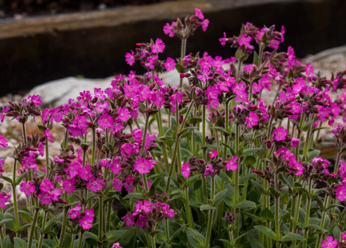 Lepnica 'Rollies Favorite' - Silene x robotii 'Rollies Favorite' - Image 3