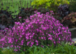 Lepnica 'Rollies Favorite' - Silene x robotii 'Rollies Favorite' - Image 4