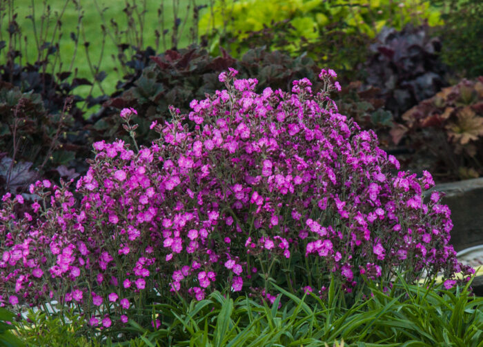 Lepnica 'Rollies Favorite' - Silene x robotii 'Rollies Favorite' - Image 4