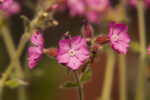 Lepnica 'Rollies Favorite' - Silene x robotii 'Rollies Favorite' - Image 5