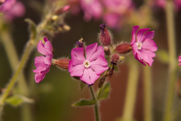 Lepnica 'Rollies Favorite' - Silene x robotii 'Rollies Favorite' - Image 5