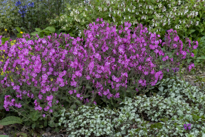 Lepnica 'Rollies Favorite' - Silene x robotii 'Rollies Favorite' - Image 6