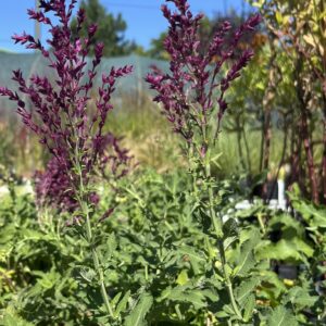 Szałwia omszona 'Schwellenburg' - Salvia nemorosa 'Schwellenburg'