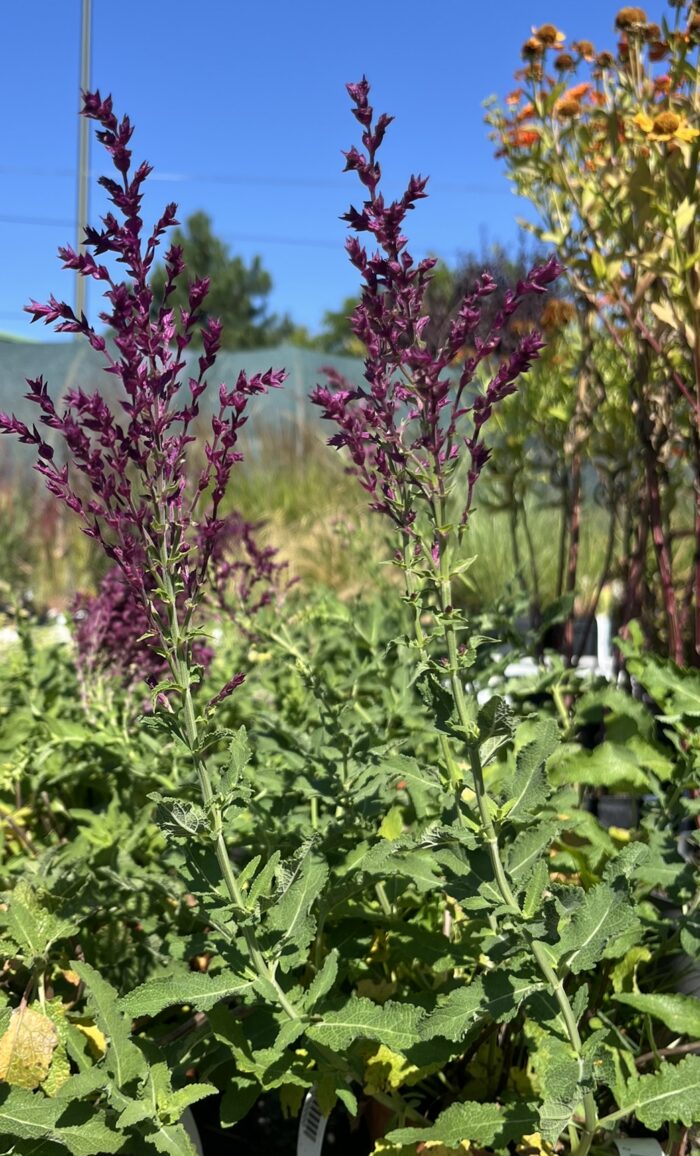 Szałwia omszona 'Schwellenburg' - Salvia nemorosa 'Schwellenburg' - Image 1