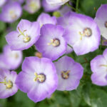 Dzwonek 'Samantha' - Campanula x hybrida 'Samantha' - Image 2