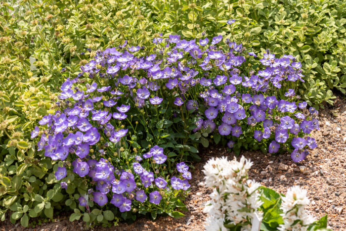 Dzwonek 'Samantha' - Campanula x hybrida 'Samantha' - Image 4