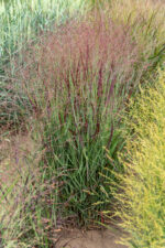 Proso rózgowate 'Sangria' - Panicum virgatum 'Sangria'