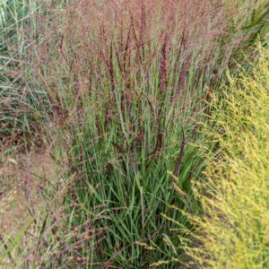 Proso rózgowate 'Sangria' - Panicum virgatum 'Sangria'