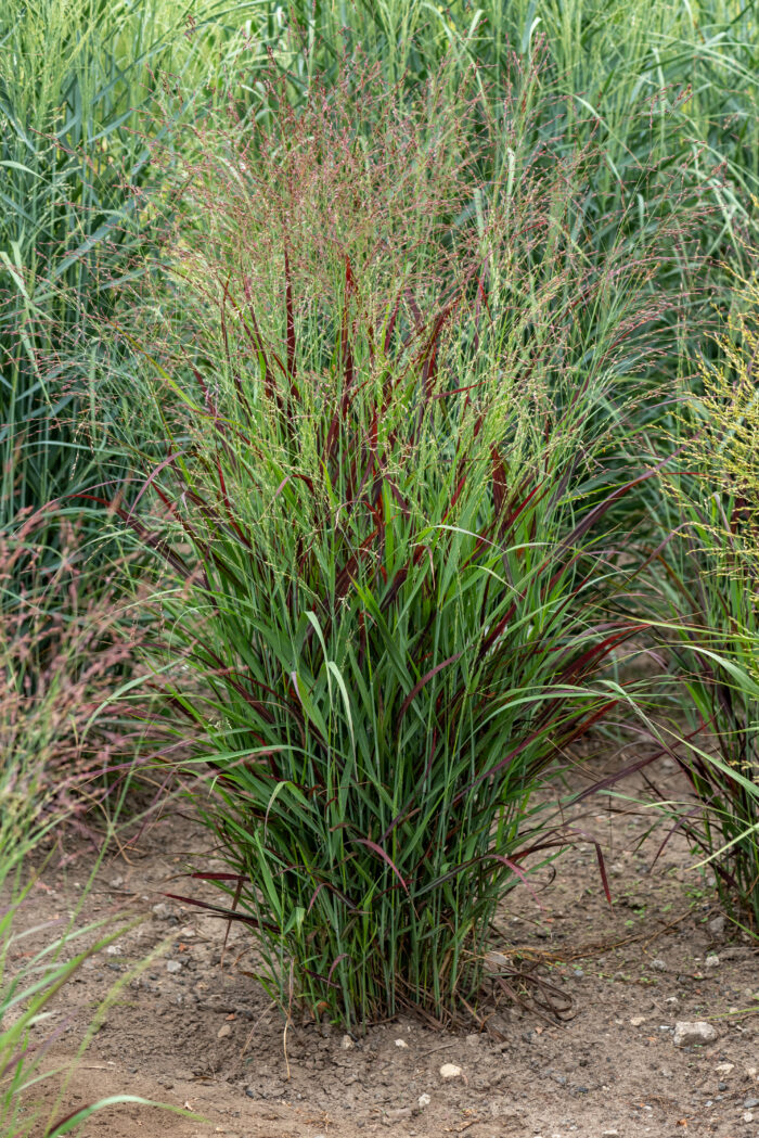 Proso rózgowate 'Sangria' - Panicum virgatum 'Sangria' - obrazek 2