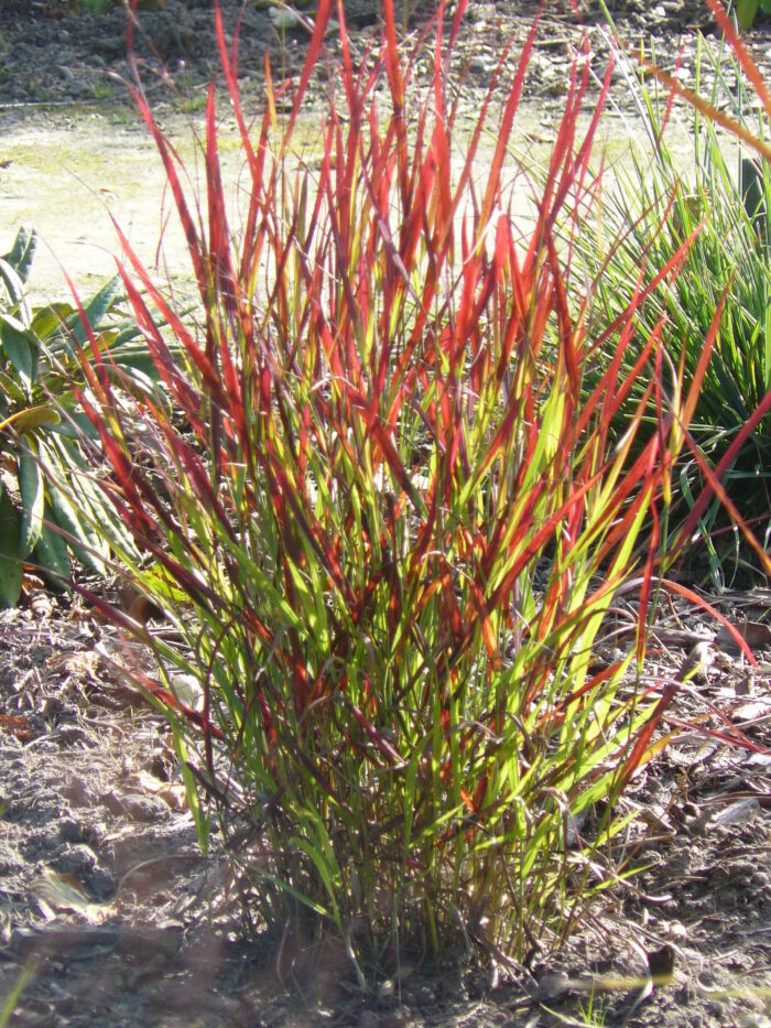 Proso rózgowate 'Sangria' - Panicum virgatum 'Sangria' - obrazek 3