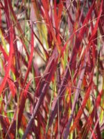 Proso rózgowate 'Sangria' - Panicum virgatum 'Sangria' - obrazek 4
