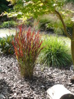 Proso rózgowate 'Sangria' - Panicum virgatum 'Sangria' - obrazek 5