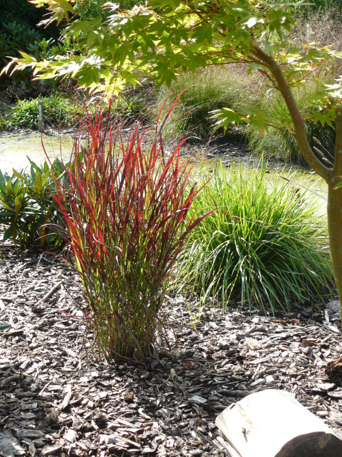 Proso rózgowate 'Sangria' - Panicum virgatum 'Sangria' - obrazek 5
