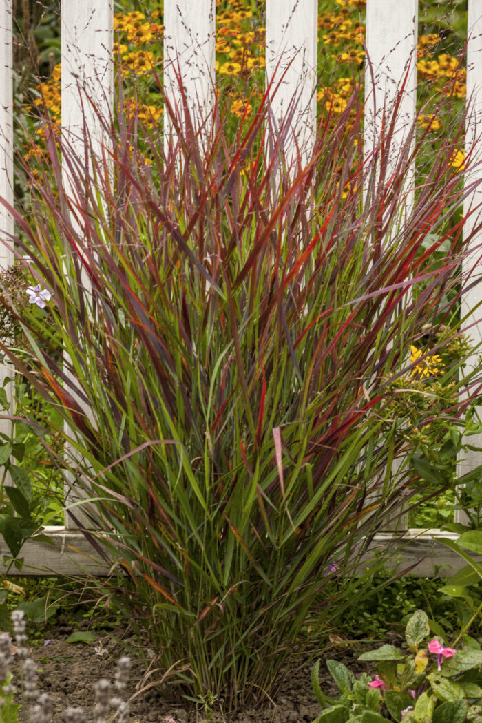 Proso rózgowate 'Sangria' - Panicum virgatum 'Sangria' - obrazek 6
