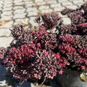 Rozchodnik 'Sunsparkler Dazzleberry' - Sedum 'Sunsparkler Dazzleberry'