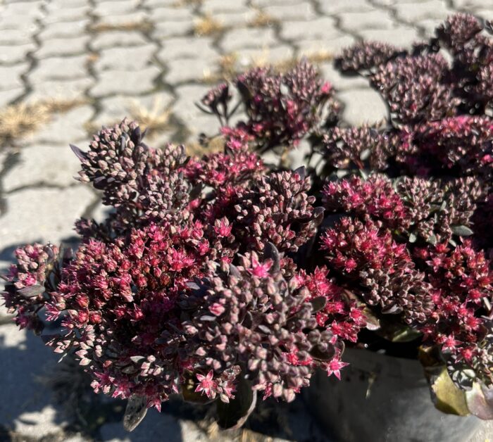 Rozchodnik 'Sunsparkler Dazzleberry' - Sedum 'Sunsparkler Dazzleberry' - Image 1