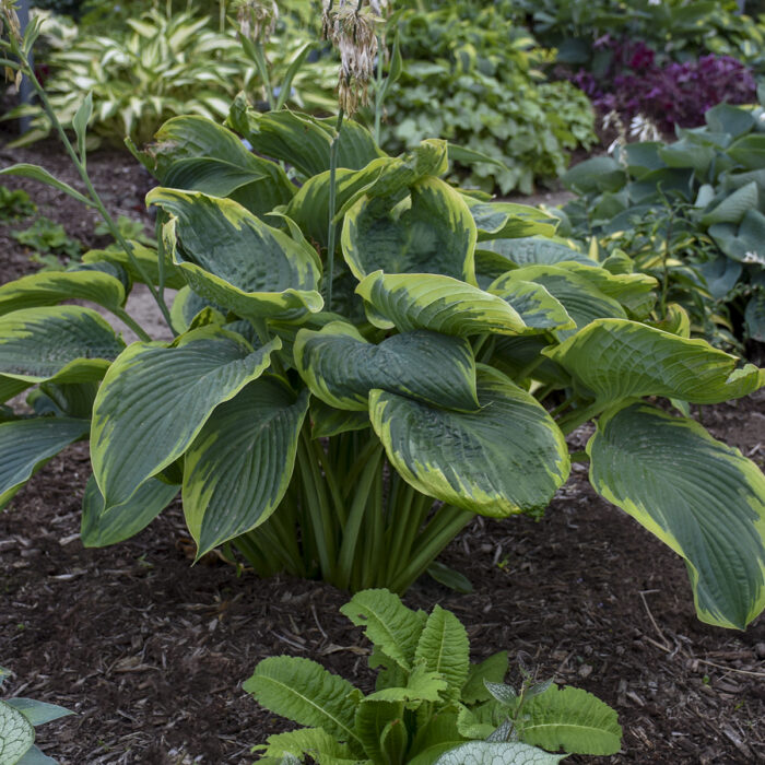 Funkia 'Shadowland Wu-La-La' - Hosta 'Shadowland Wu-La-La' - obrazek 1