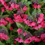 Miodunka 'Shrimps on the Barbie' - Pulmonaria hybrida 'Shrimps on the Barbie'