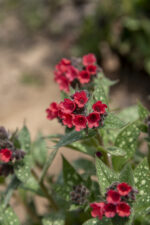 Miodunka 'Shrimps on the Barbie' - Pulmonaria hybrida 'Shrimps on the Barbie' - obrazek 5