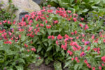 Miodunka 'Shrimps on the Barbie' - Pulmonaria hybrida 'Shrimps on the Barbie' - obrazek 2