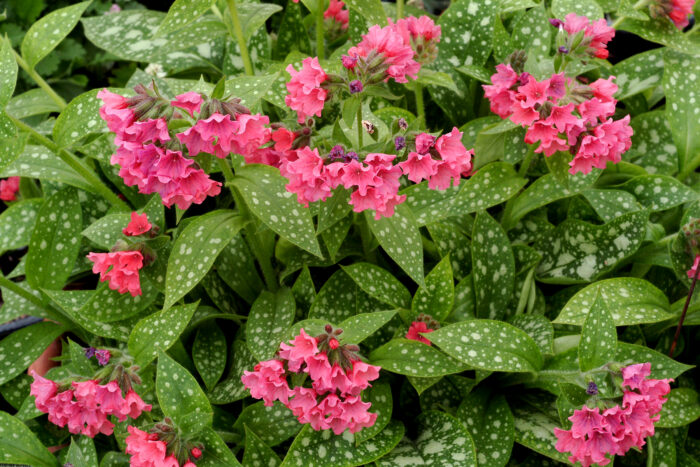 Miodunka 'Shrimps on the Barbie' - Pulmonaria hybrida 'Shrimps on the Barbie' - obrazek 3
