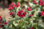 Miodunka 'Shrimps on the Barbie' - Pulmonaria hybrida 'Shrimps on the Barbie' - obrazek 4