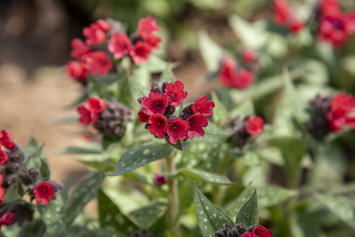 Miodunka 'Shrimps on the Barbie' - Pulmonaria hybrida 'Shrimps on the Barbie' - obrazek 4