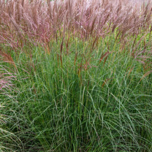 Miskant chiński 'Silberspinne' - Miscanthus sinensis 'Silberspinne'