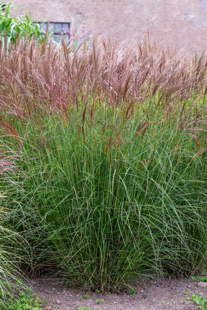 Miskant chiński 'Silberspinne' - Miscanthus sinensis 'Silberspinne' - obrazek 1