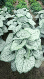 Brunnera wielkolistna 'Silver Heart' - Brunnera macrophylla 'Silver Heart'